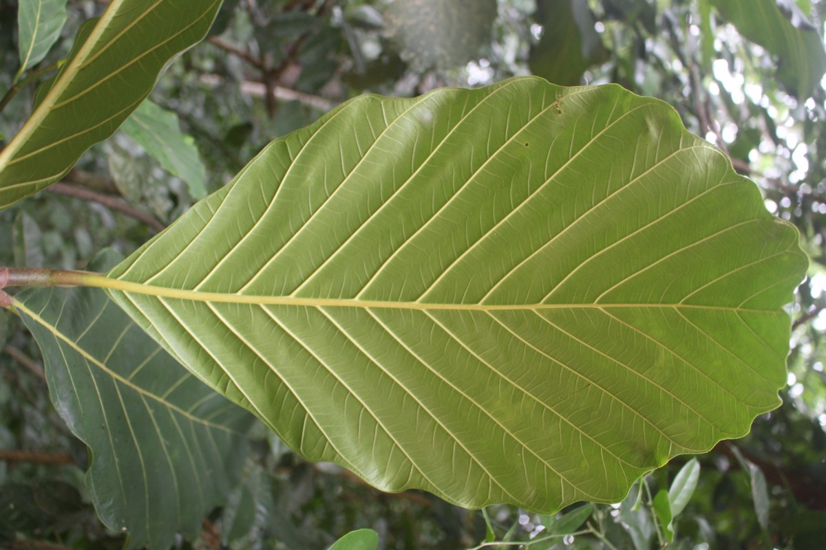 Artocarpus nobilis Thwaites